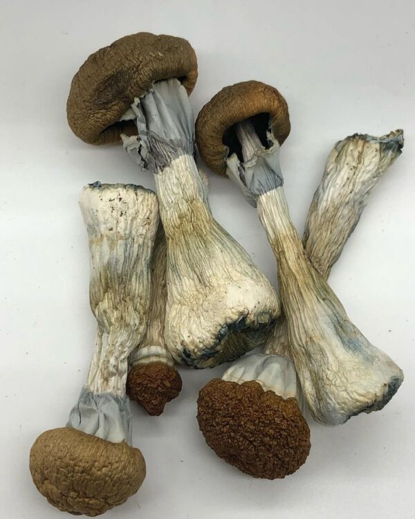 Golden Teacher Mushrooms