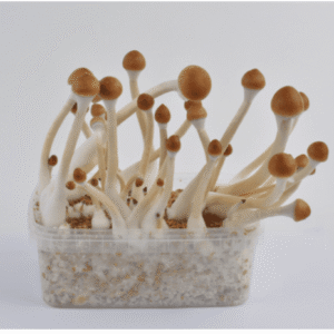 Magic Mushroom Grow Kits