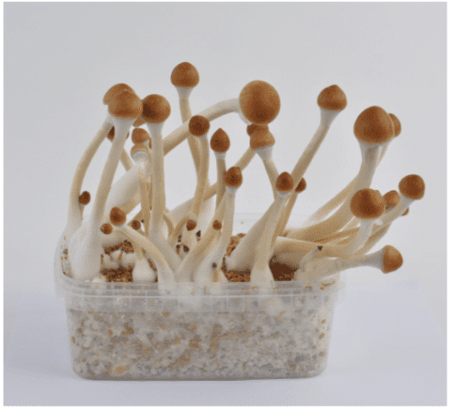 B+ Magic Mushroom Grow Kit – Premium Psilocybe Cubensis Cultivation Box