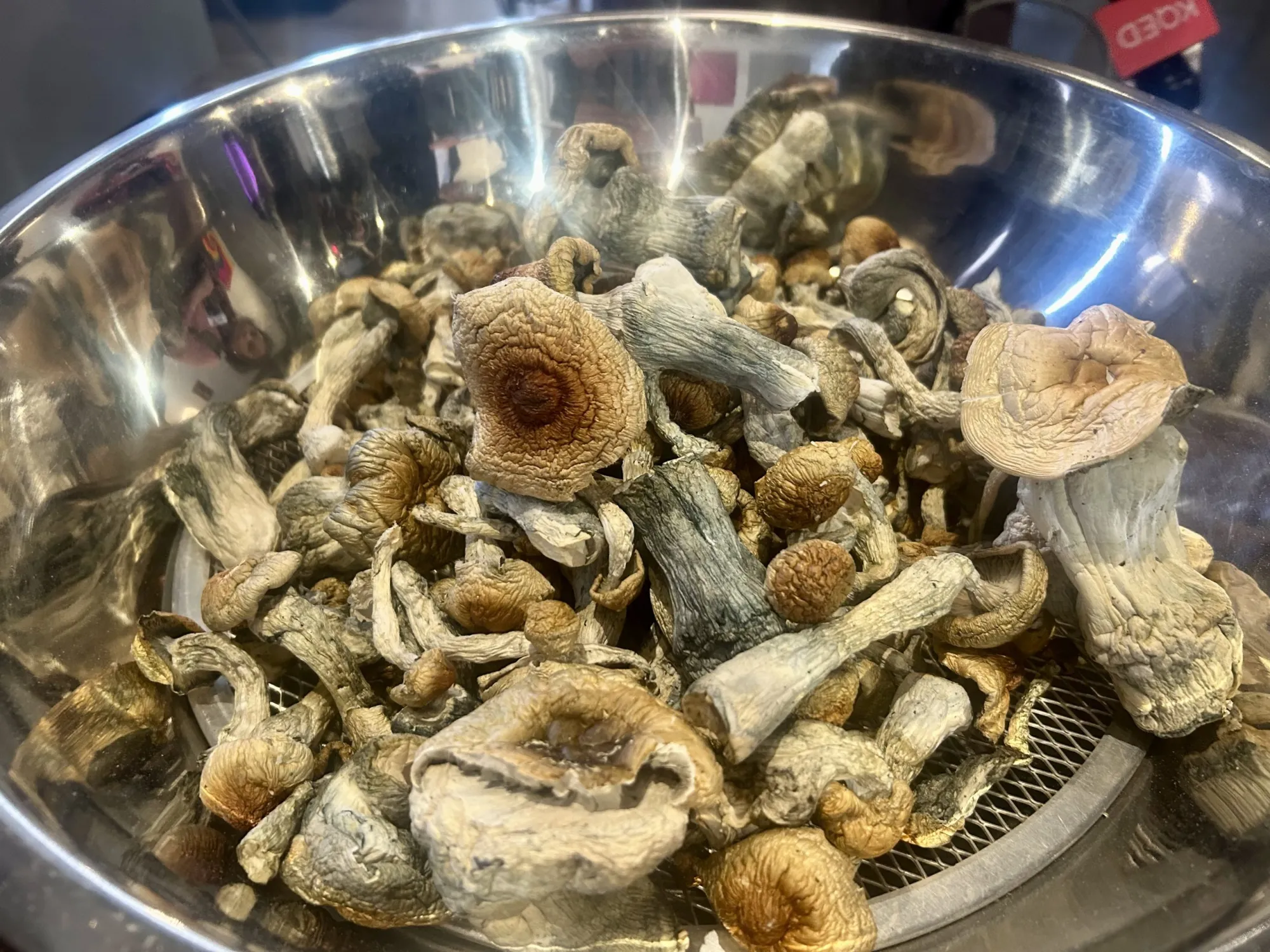 Cluster of matured golden teacher mushrooms with large , golden bronze caps and slender curved stems