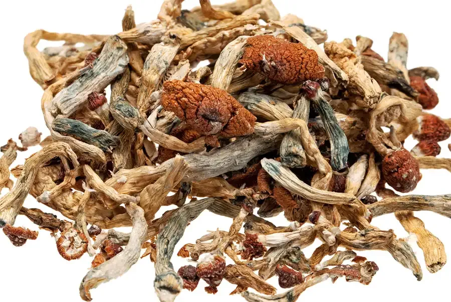 Close-upof dried magic mushroom showing characteristics of blue bruising from psilocybin