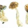 close-up of psilicybe cubensis of Texas Envy Penis showing their large , caramel-colored caps and characteristic white , fibrous stems