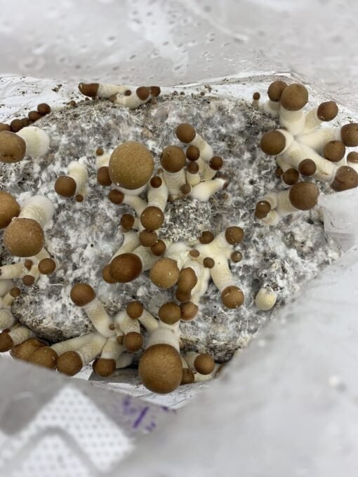 Grow kit for your home growm mushroom