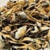 Cluster of golden-cap lizard king mushroom with thick stem